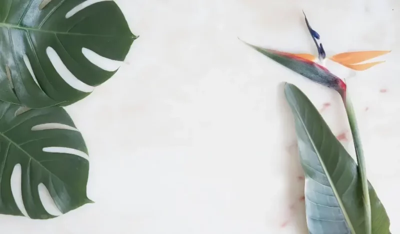 cennet çiçeği özellikleri