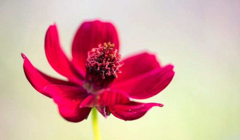 çikolata kozmozu cosmos atrosanguineus