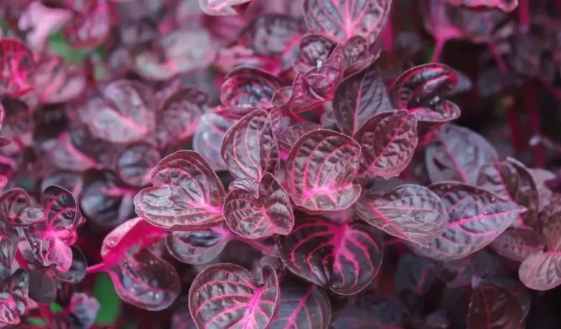 çingene şalvarı çiçeği bakımı nasıl yapılır