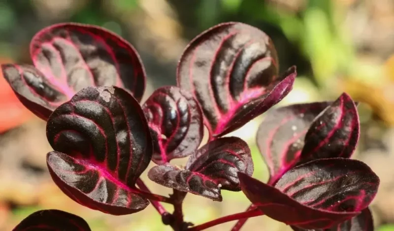 çingene şalvarı çiçeği nasıl çoğaltılır