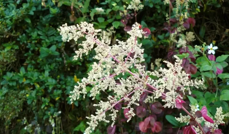 çingene şalvarı çiçeği nedir