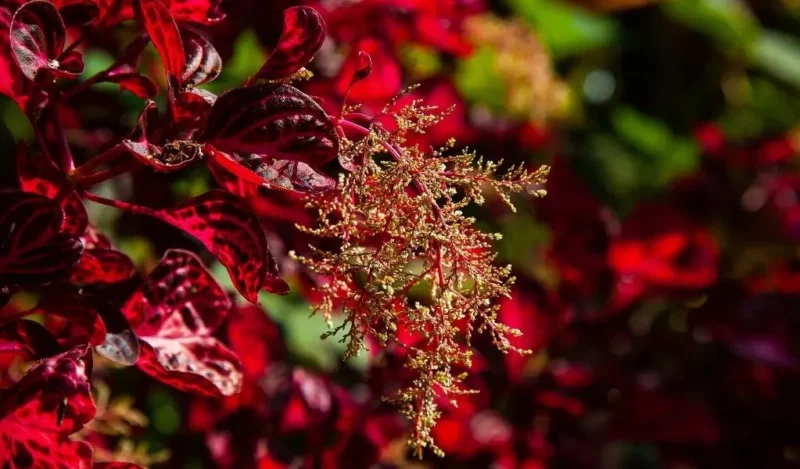 çingene şalvarı çiçeği özellikleri