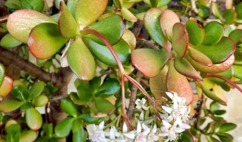 crassula çiçeği anlamı