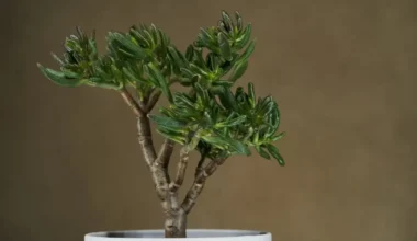 crassula çiçeği bakımı