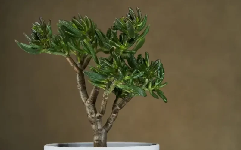 crassula çiçeği bakımı