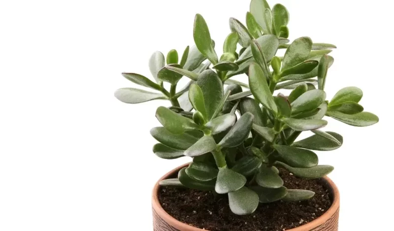 crassula çiçeği bakımı nasıl yapılır