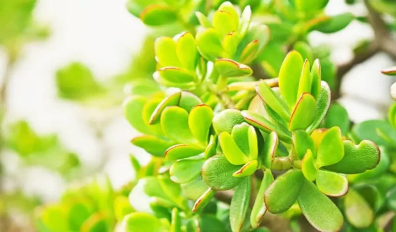 crassula çiçeği evde yetişir mi