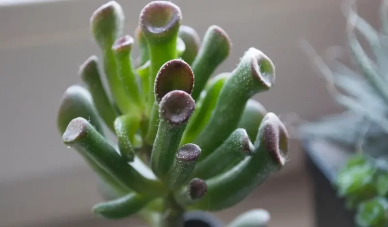 crassula çiçeği kaç günde bir sulanır