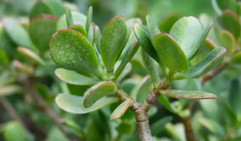 crassula çiçeği nasıl çoğaltılır