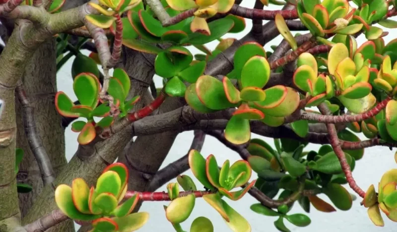 crassula çiçeği nedir