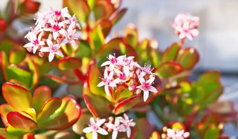 crassula çiçeği özellikleri