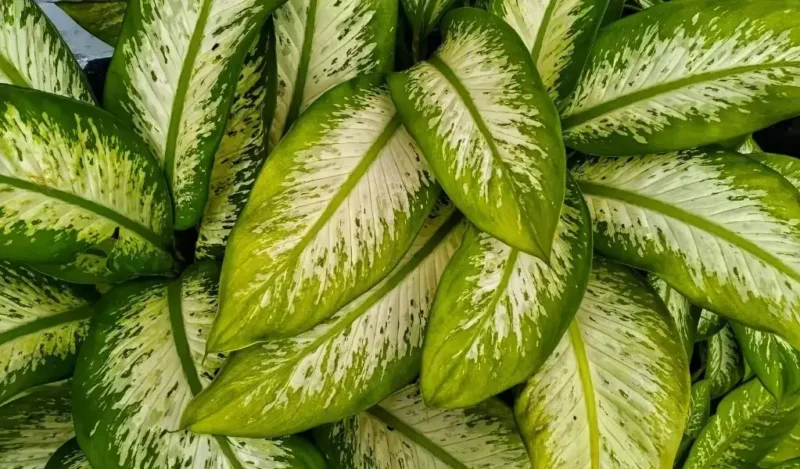 difenbahya amoena tropik snow