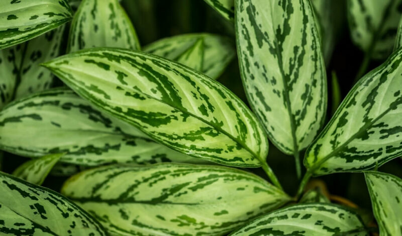 difenbahya picta exotica