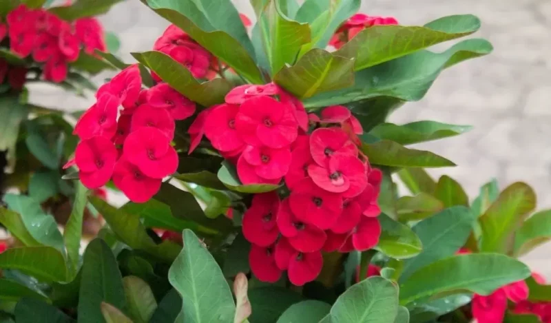 diken çiçeği bakımı nasıl yapılır