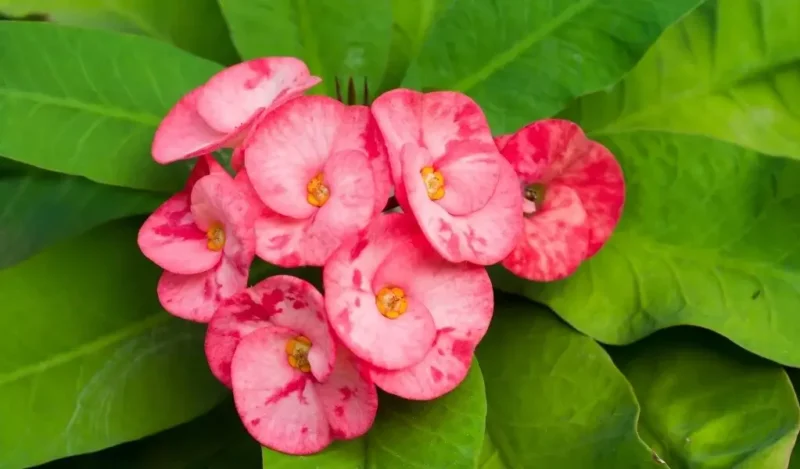 diken çiçeği kaç günde bir sulanır