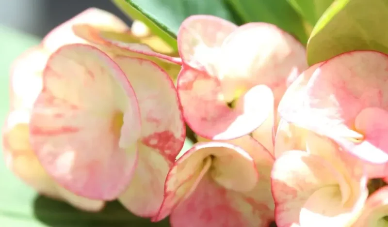 diken çiçeği nasıl çoğaltılır