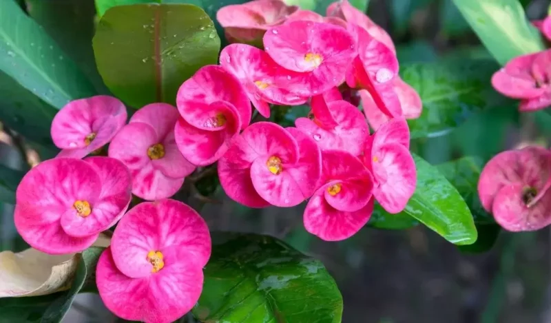 diken çiçeği nedir