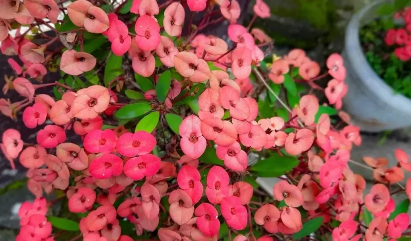 diken çiçeği özellikleri