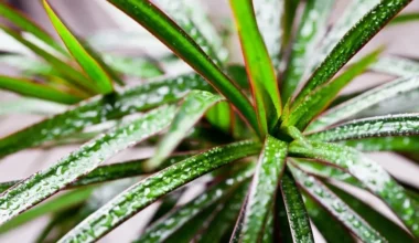 dracena çiçeği bakımı