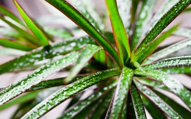 dracena çiçeği bakımı