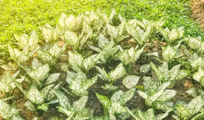 dracena çiçeği nedir