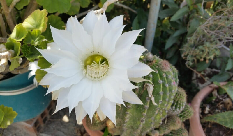 epiphyllum oxpetalum gece kraliçesi