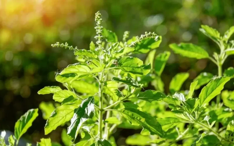 fesleğen çiçeği bakımı