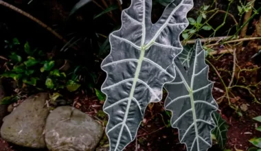 fil kulağı çiçeği anlamı