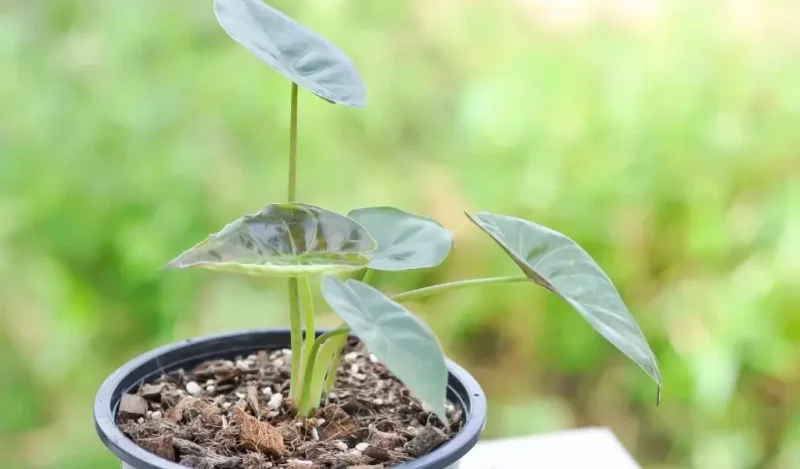 fil kulağı çiçeği bakımı nasıl yapılır