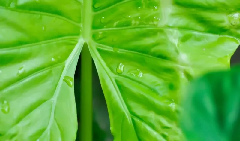 fil kulağı çiçeği nasıl çoğaltılır