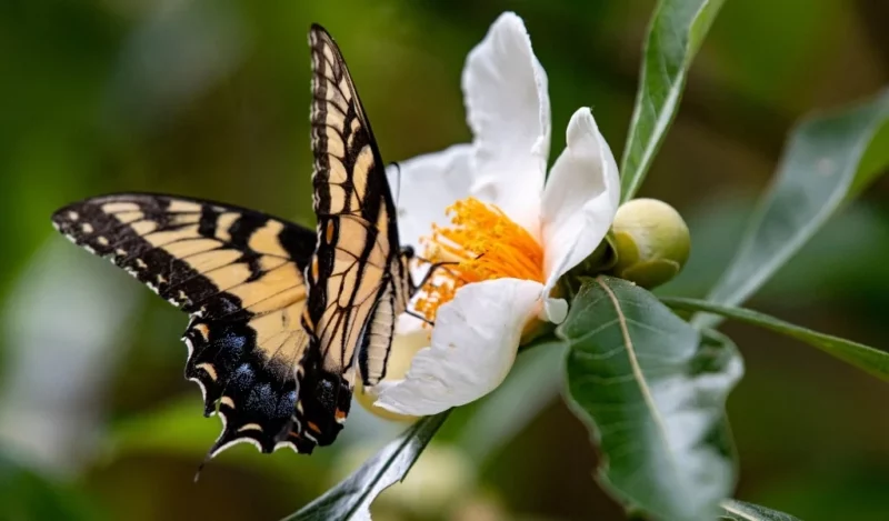 franklinia alatamaha