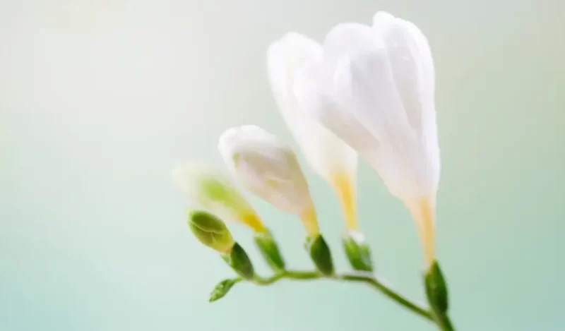 frezya çiçeği anlamı