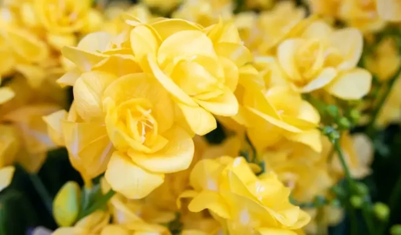 frezya çiçeği nasıl çoğaltılır