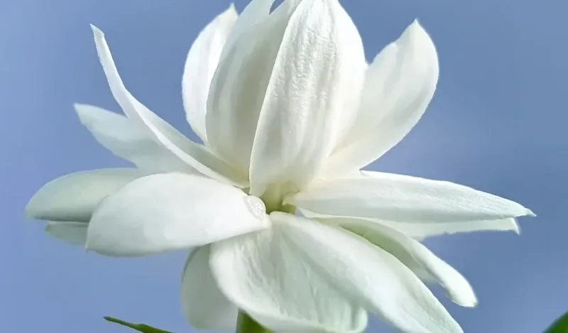 ful çiçeği anlamı