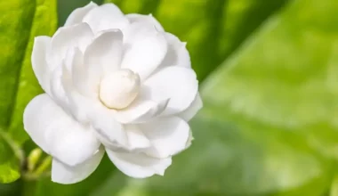 ful çiçeği bakımı