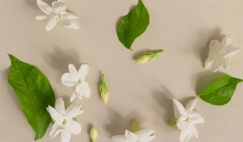 ful çiçeği bakımı nasıl yapılır