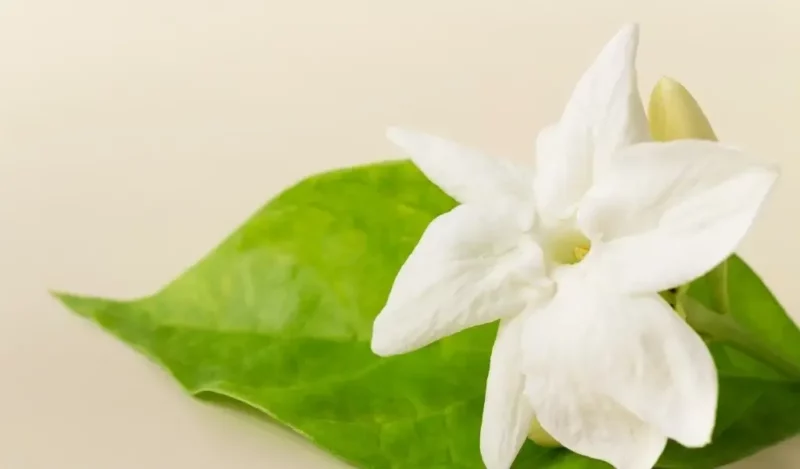 ful çiçeği nasıl çoğaltılır