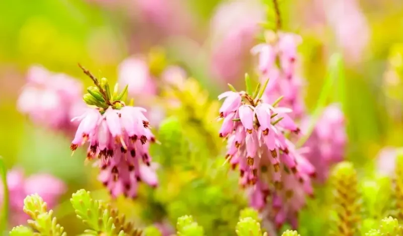 funda çiçeği anlamı