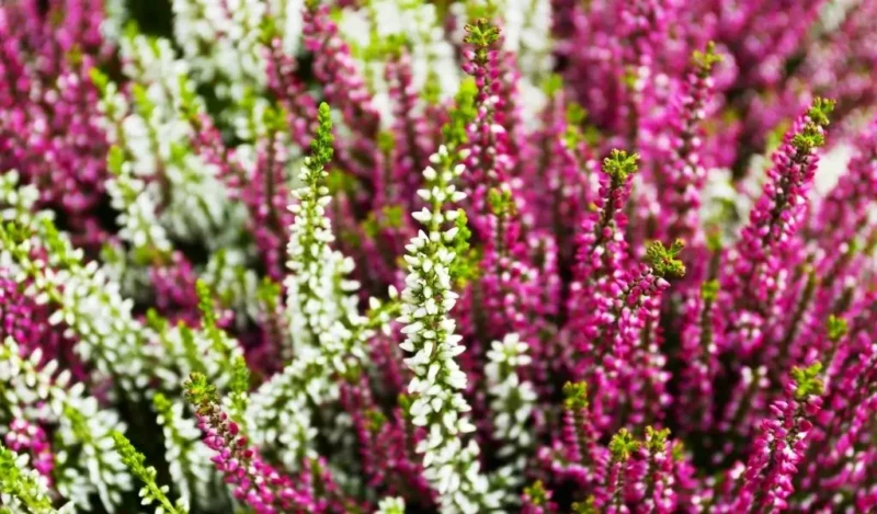 funda çiçeği bakımı nasıl yapılır