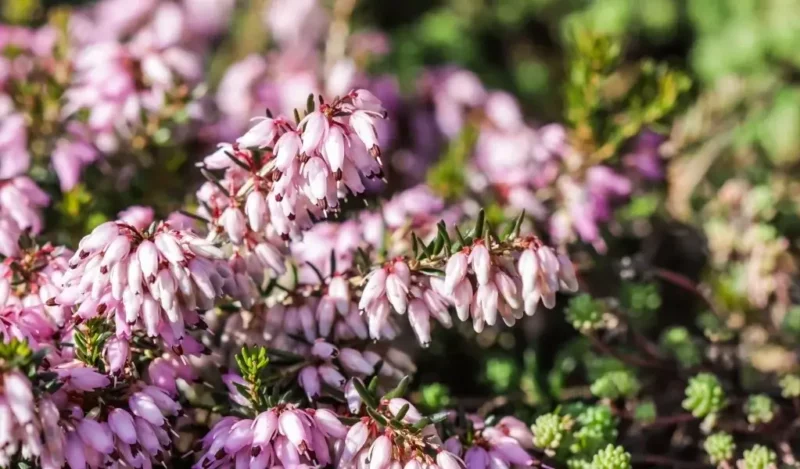 funda çiçeği nasıl çoğaltılır