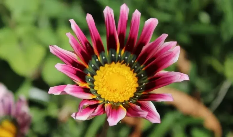 gazanya çiçeği anlamı