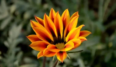 gazanya çiçeği bakımı