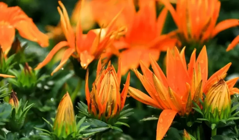 gazanya çiçeği bakımı nasıl yapılır