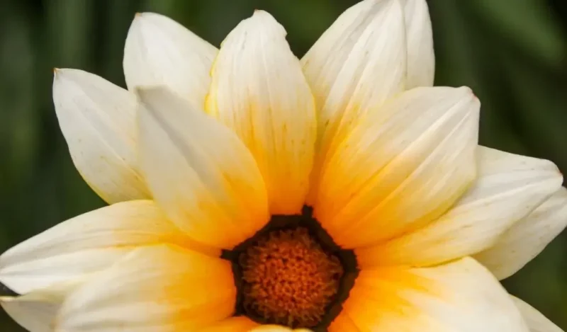 gazanya çiçeği nasıl çoğaltılır