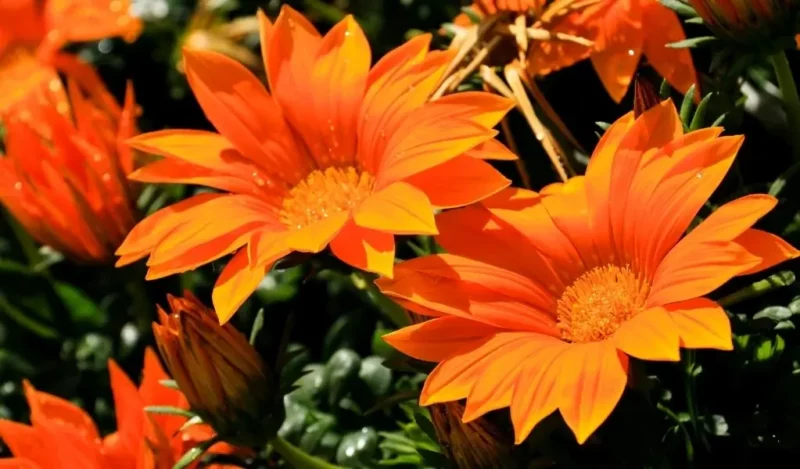 gazanya çiçeği nedir