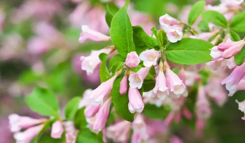 gelin tacı çiçeği anlamı
