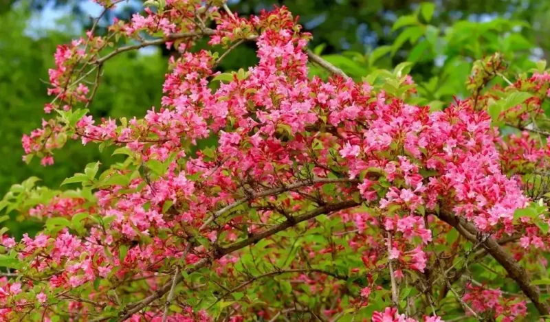 gelin tacı çiçeği bakımı nasıl yapılır
