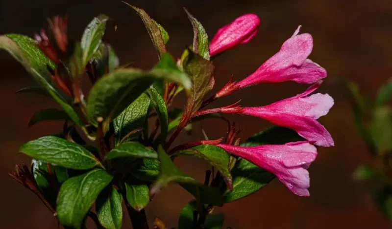 gelin tacı çiçeği nasıl çoğaltılır