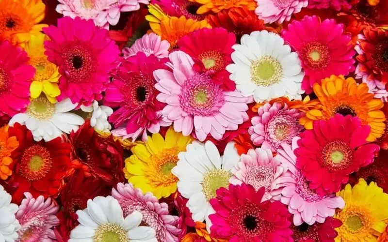 gerbera çiçeği bakımı