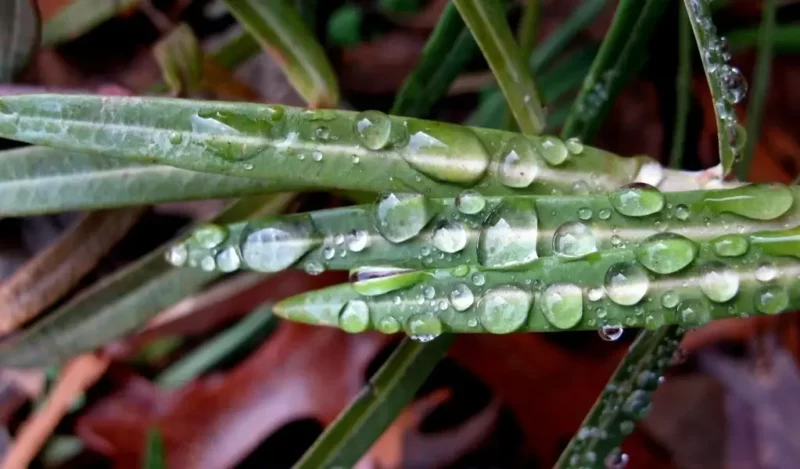 gözyaşı çiçeği bakımı nasıl yapılır